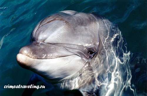Карадагский дельфинарий